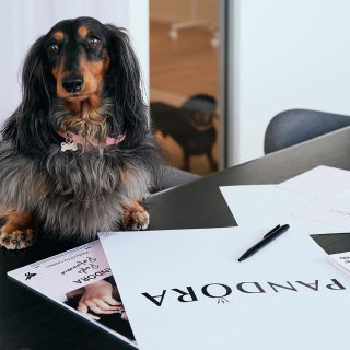 What’s sure to make their tails wag? A new Pandora pet tag!! 🐶